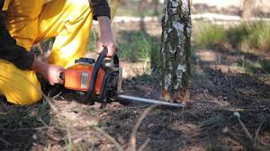 Reliable Mayodan, NC  Tree Services Solutions